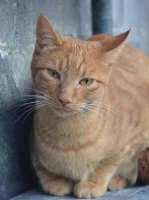 Baleares (geb. Aug. 2023) - EKH-Kater, EKH - Kater
