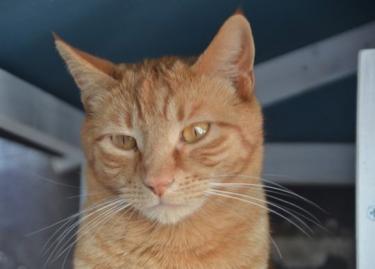 Baleares (geb. Aug. 2023) - EKH-Kater, EKH - Kater