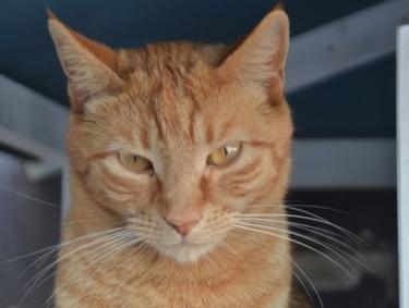 Baleares (geb. Aug. 2023) - EKH-Kater, EKH - Kater