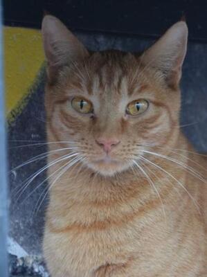 Baleares (geb. Aug. 2023) - EKH-Kater, EKH - Kater