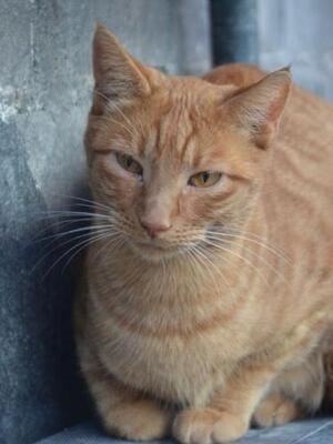 Baleares (geb. Aug. 2023) - EKH-Kater, EKH - Kater