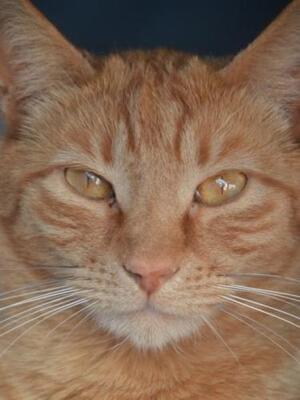 Baleares (geb. Aug. 2023) - EKH-Kater, EKH - Kater