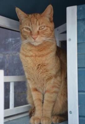 Baleares (geb. Aug. 2023) - EKH-Kater, EKH - Kater
