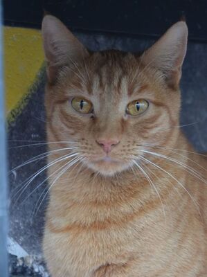 Baleares geb Aug. 23, EKH - Kater