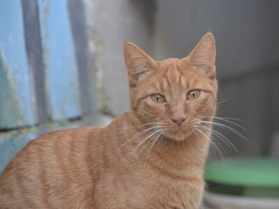 Baleares geb Aug. 23, EKH - Kater