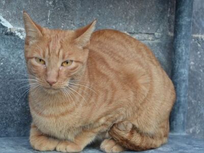 Baleares geb Aug. 23, EKH - Kater