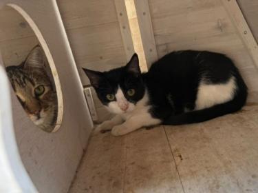 Ball (geb. Mai.2026) - EKH-Kater, EKH - Kater