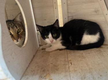 Ball (geb. Mai.2026) - EKH-Kater, EKH - Kater