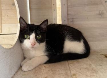 Ball (geb. Mai.2026) - EKH-Kater, EKH - Kater