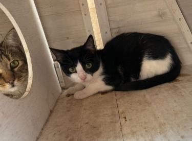 Ball (geb. Mai.2026) - EKH-Kater, EKH - Kater