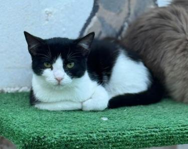 Ball (geb. Mai.2026) - EKH-Kater, EKH - Kater
