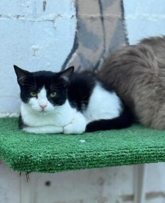 Ball (geb. Mai.2026) - EKH-Kater, EKH - Kater