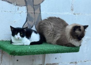 Ball (geb. Mai.2026) - EKH-Kater, EKH - Kater