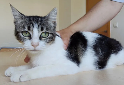 Balsa - menschenbezogen und verschmust