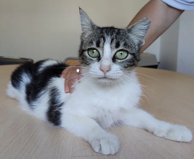 Balsa - menschenbezogen und verschmust, EKH - Katze