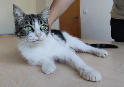 Balsa - menschenbezogen und verschmust, EKH - Katze