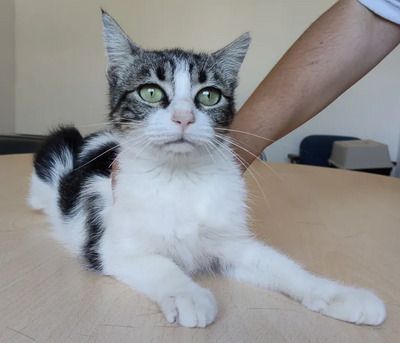 Balsa - menschenbezogen und verschmust, EKH - Katze