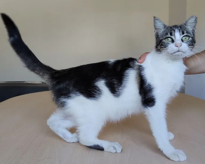 Balsa - menschenbezogen und verschmust, EKH - Katze