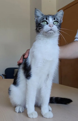 Balsa - menschenbezogen und verschmust, EKH - Katze