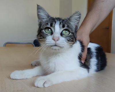 Balsa - menschenbezogen und verschmust, EKH - Katze