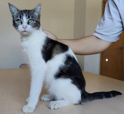 Balsa - menschenbezogen und verschmust, EKH - Katze