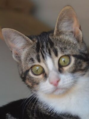 Baltasara, Europäisch Kurzhaar - Katze