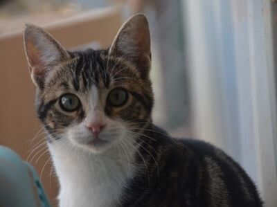 Baltasara, Europäisch Kurzhaar - Katze