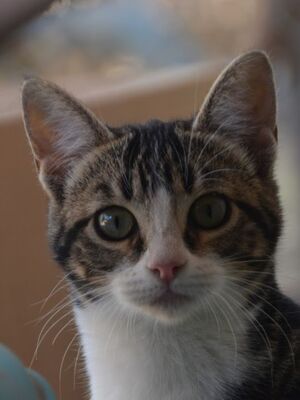 Baltasara, Europäisch Kurzhaar - Katze