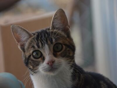 Baltasara, Europäisch Kurzhaar - Katze