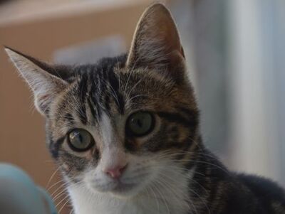 Baltasara, Europäisch Kurzhaar - Katze