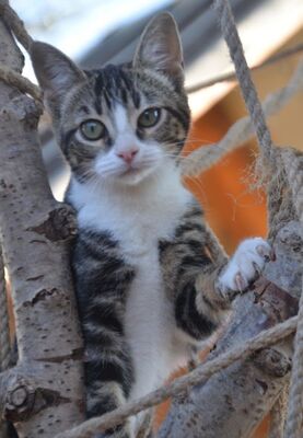 Baltasara, Europäisch Kurzhaar - Katze