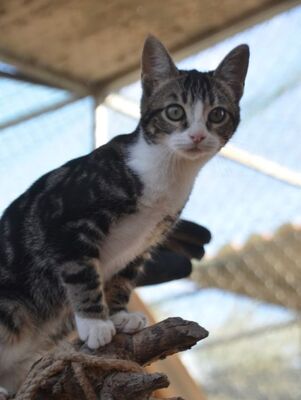 Baltasara, Europäisch Kurzhaar - Katze