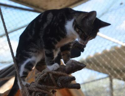 Baltasara, Europäisch Kurzhaar - Katze