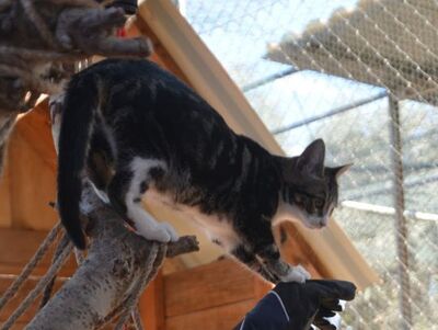 Baltasara, Europäisch Kurzhaar - Katze