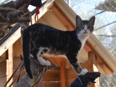 Baltasara, Europäisch Kurzhaar - Katze