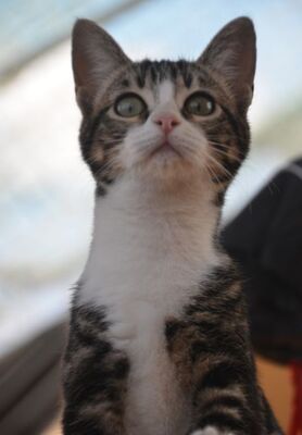 Baltasara, Europäisch Kurzhaar - Katze