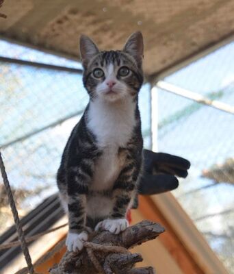 Baltasara, Europäisch Kurzhaar - Katze