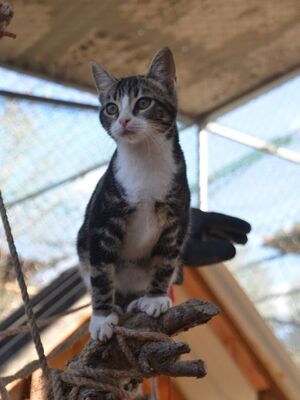 Baltasara, Europäisch Kurzhaar - Katze