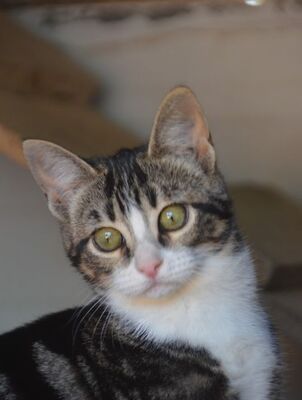 Baltasara, Europäisch Kurzhaar - Katze