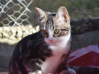 Baltasara, Europäisch Kurzhaar - Katze