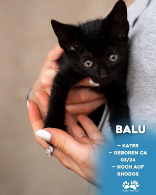 Balu, EHK - Kater 1