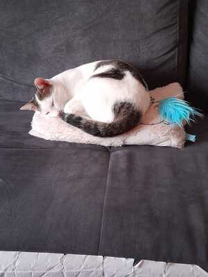 Balu, Mischung Jungtier - Kater