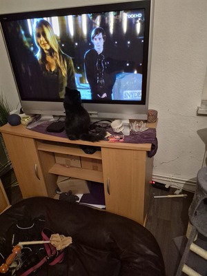 Balu, Siam - Mischling Jungtier - Kater