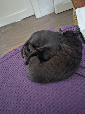Balu, Siam - Mischling Jungtier - Kater