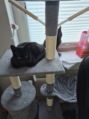 Balu, Siam - Mischling Jungtier - Kater