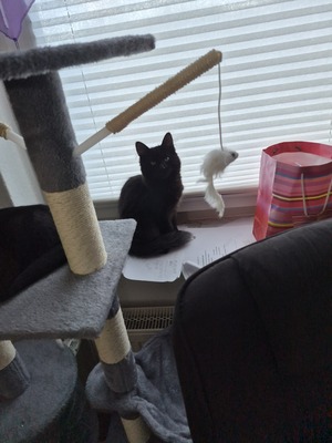 Balu, Siam - Mischling Jungtier - Kater
