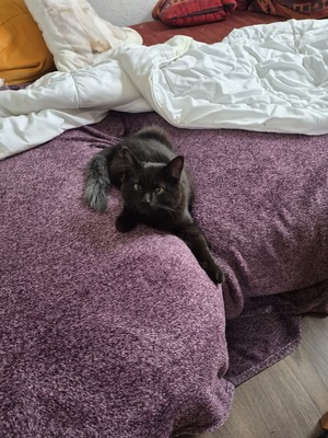 Balu, Siam - Mischling Jungtier - Kater