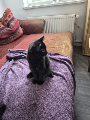 Balu, Siam - Mischling Jungtier - Kater