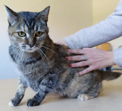 Bamba - liebevolle Dame sucht ruhiges Zuhause, EKH - Katze