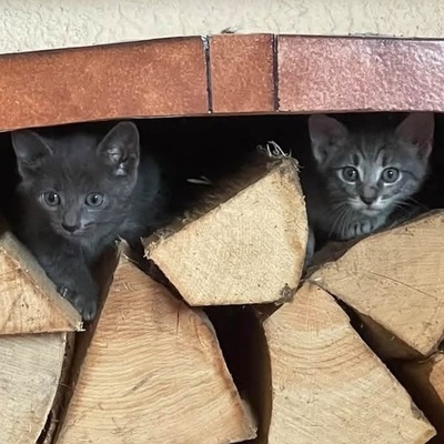 Bandi, EKH Jungtier - Katze